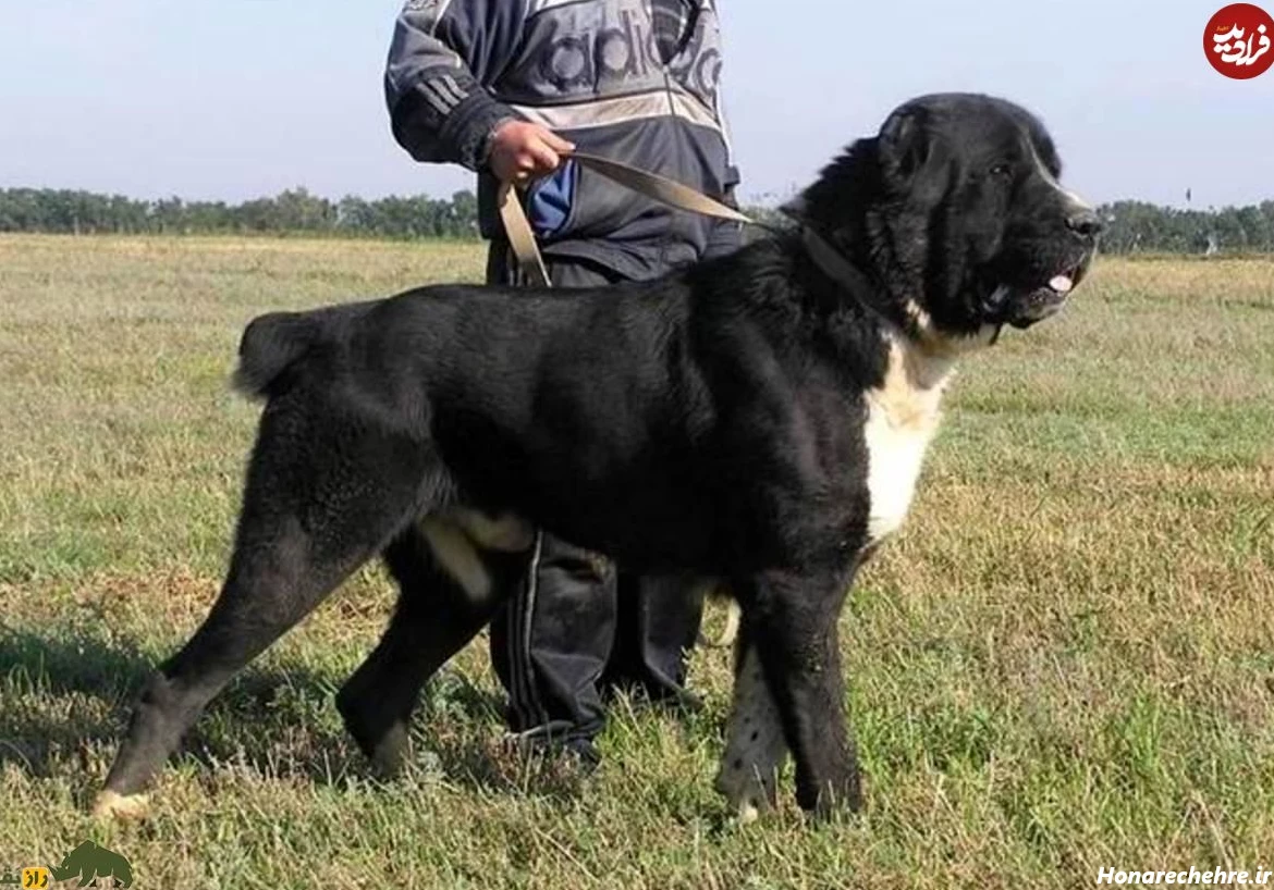 نژاد سگ های بزرگ