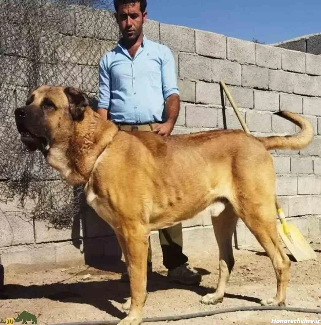 نژاد سگ های ولگرد ایرانی