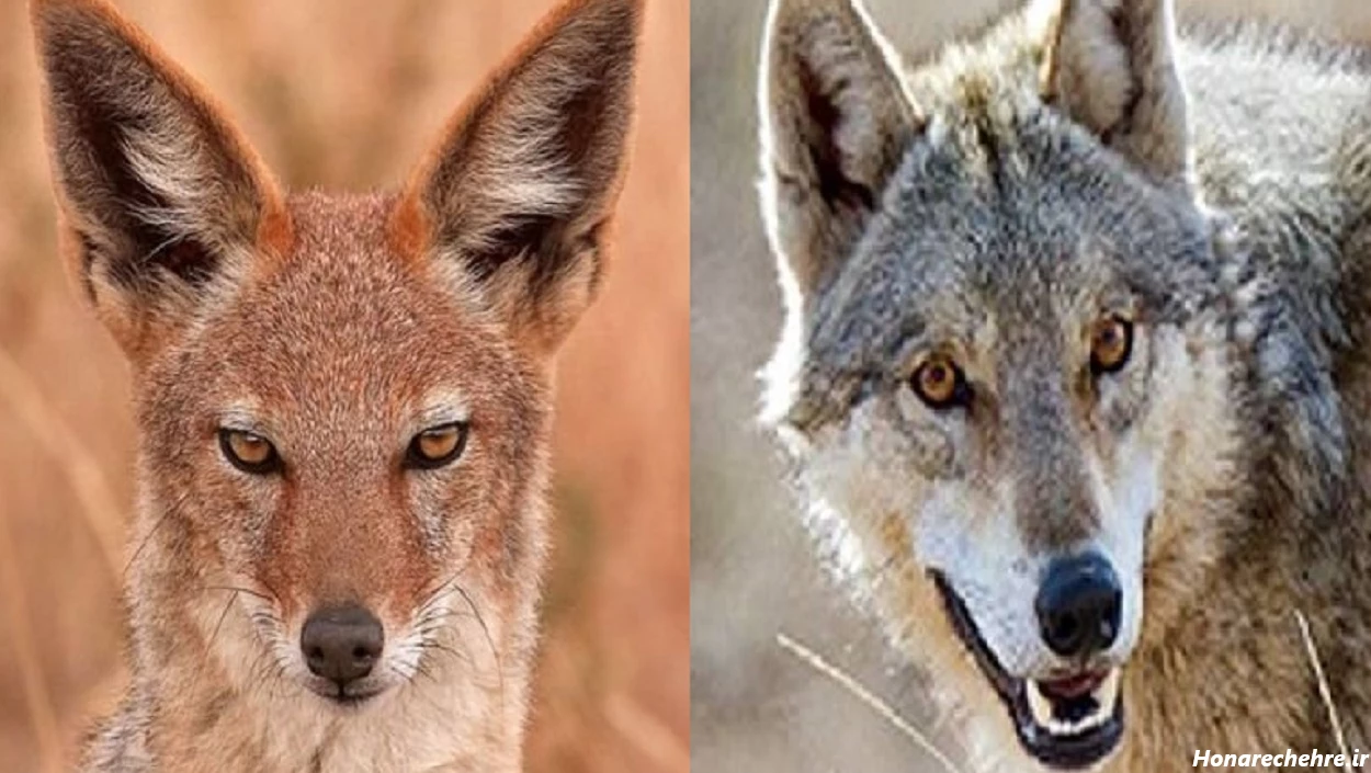 نژاد سگ های ولگرد ایرانی