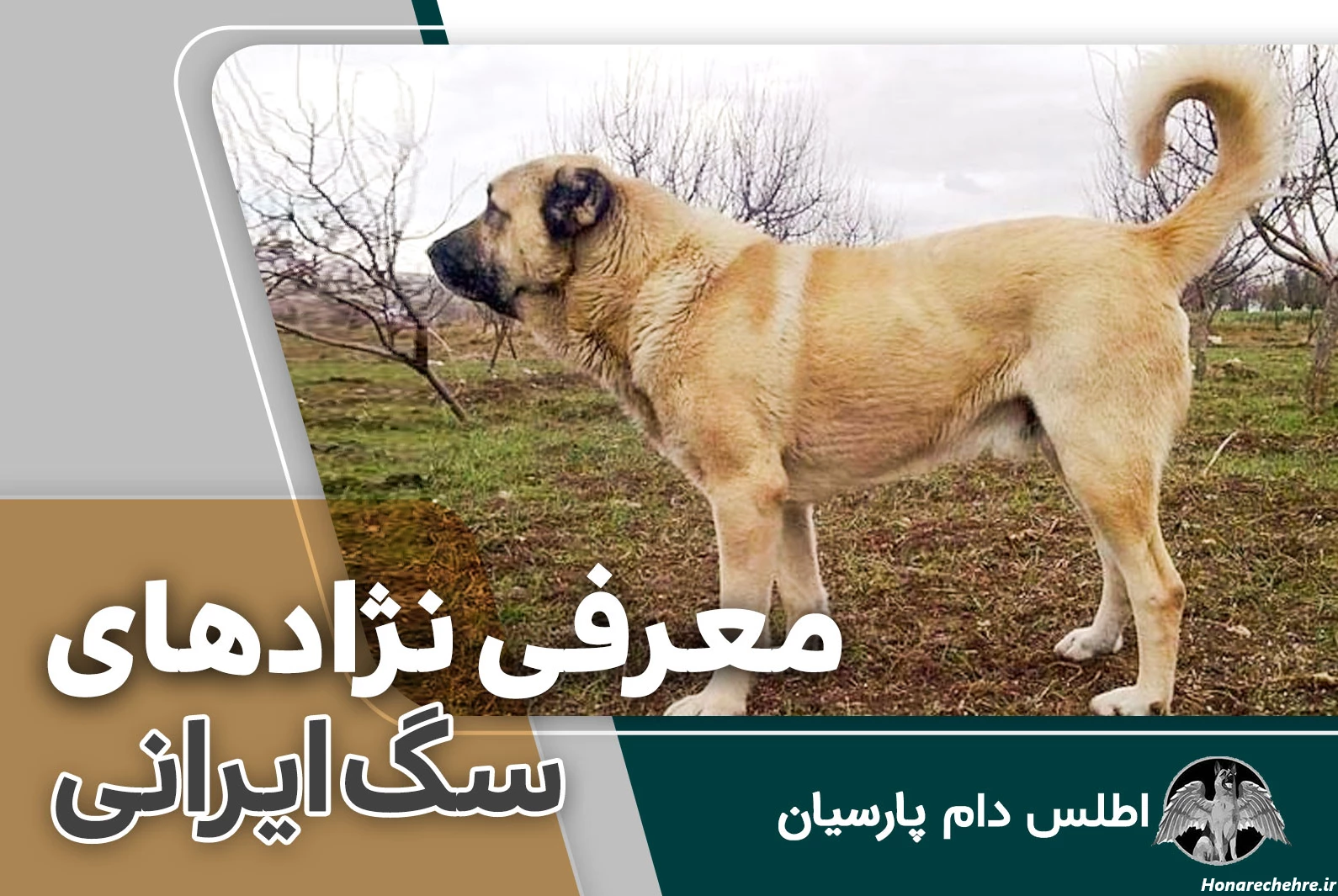 نژاد سگ های ولگرد ایرانی