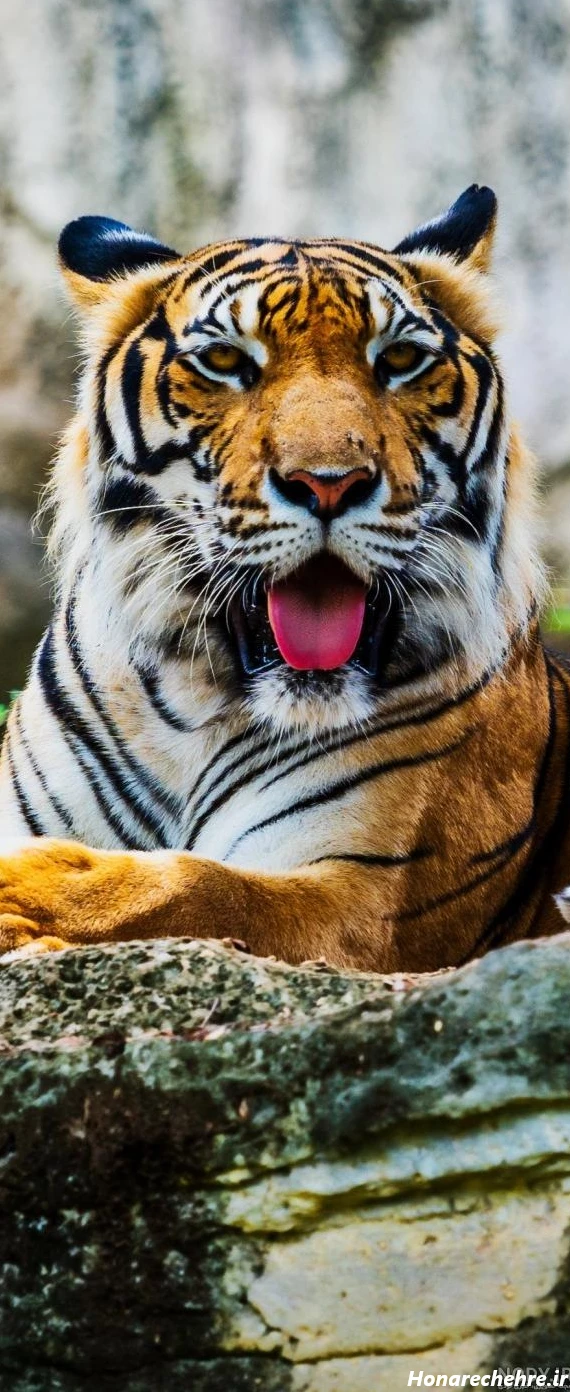 عکس حیوانات وحشی با کیفیت بالا