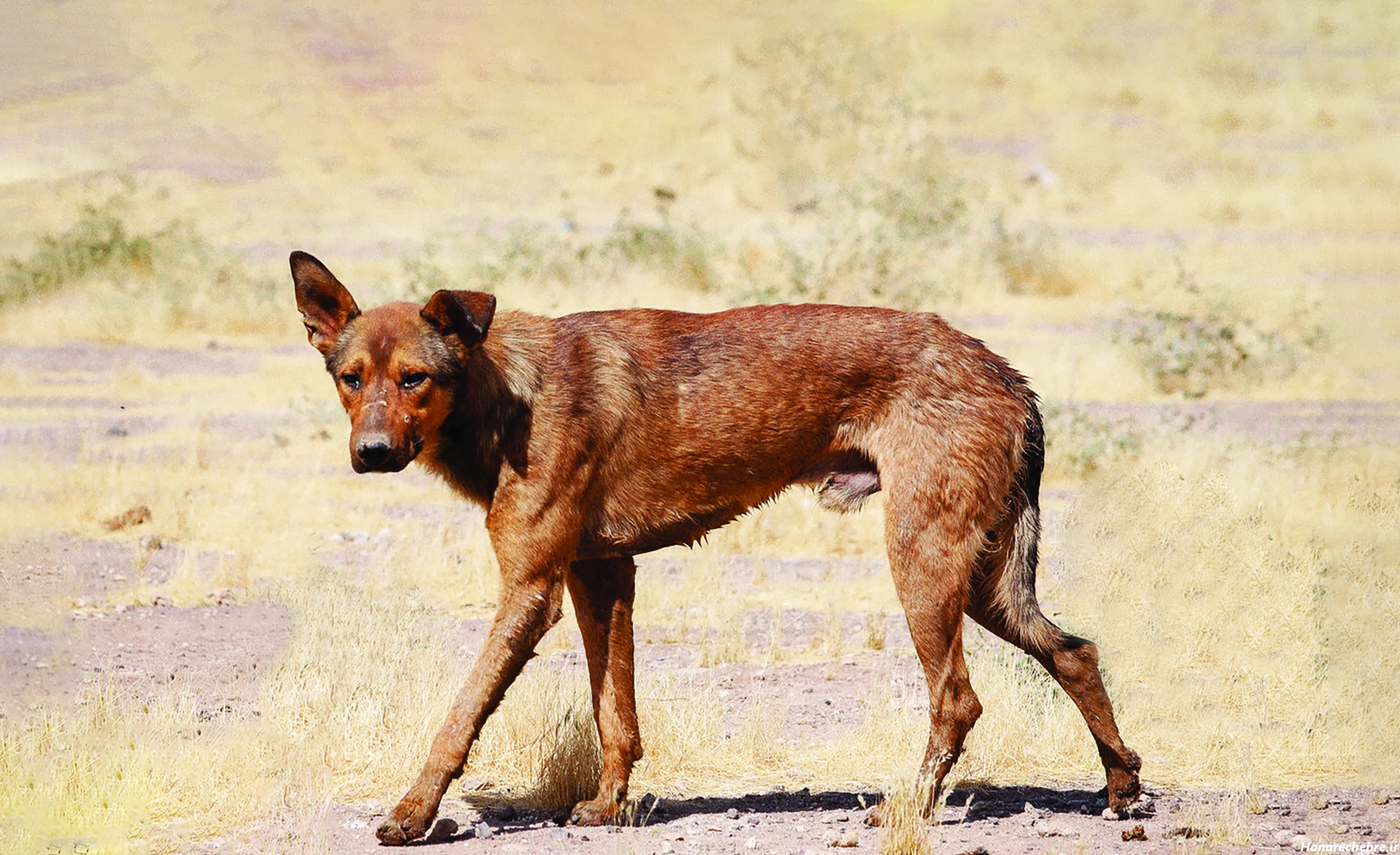 نژاد سگ های ولگرد ایرانی
