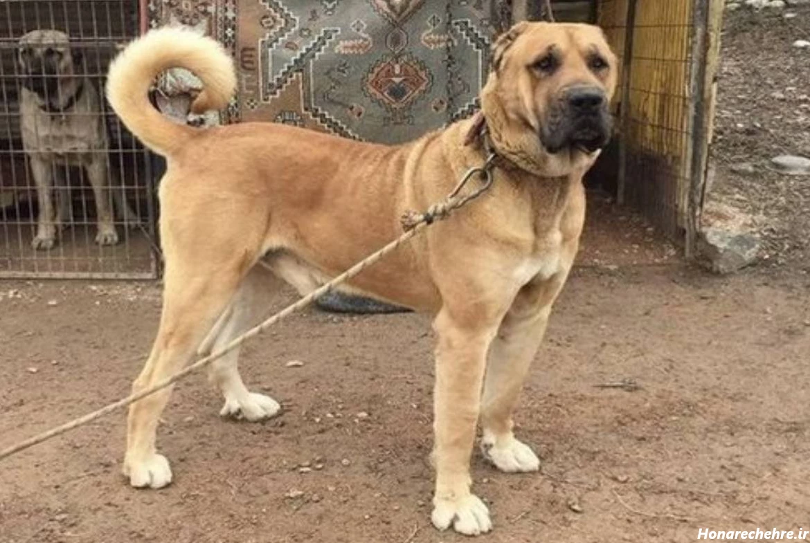 نژاد سگ های ولگرد ایرانی