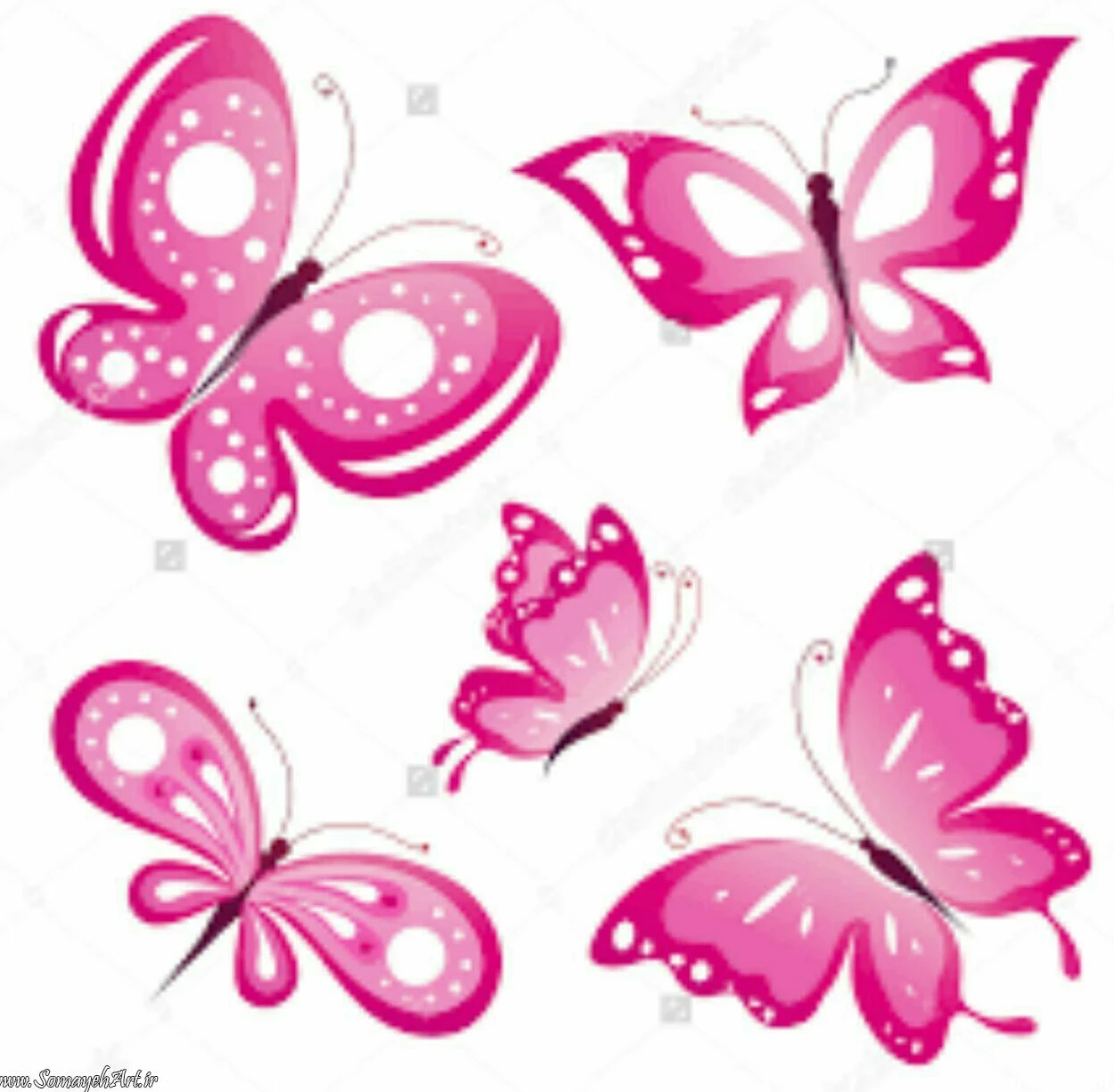 عکس پروانه برای چاپ