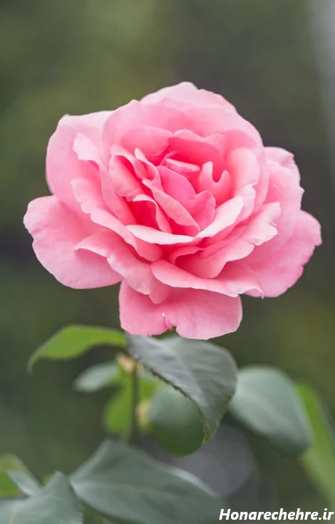 بک گراند مشکی