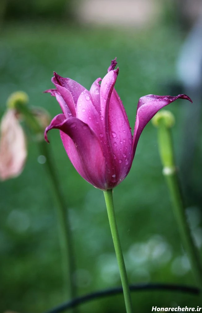 بک گراند مشکی