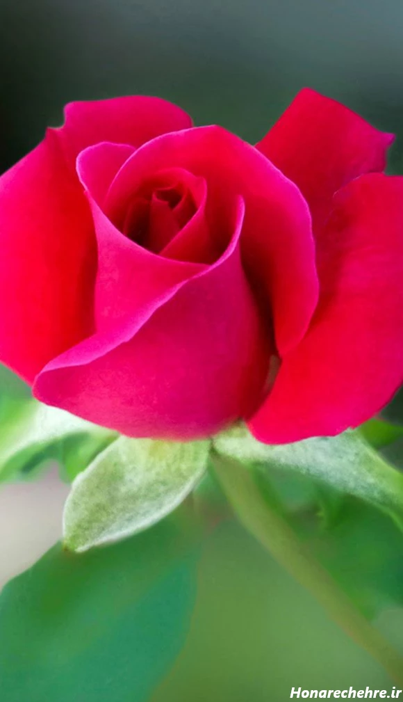 بک گراند مشکی