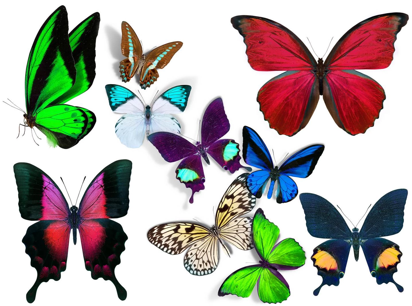 عکس پروانه برای چاپ