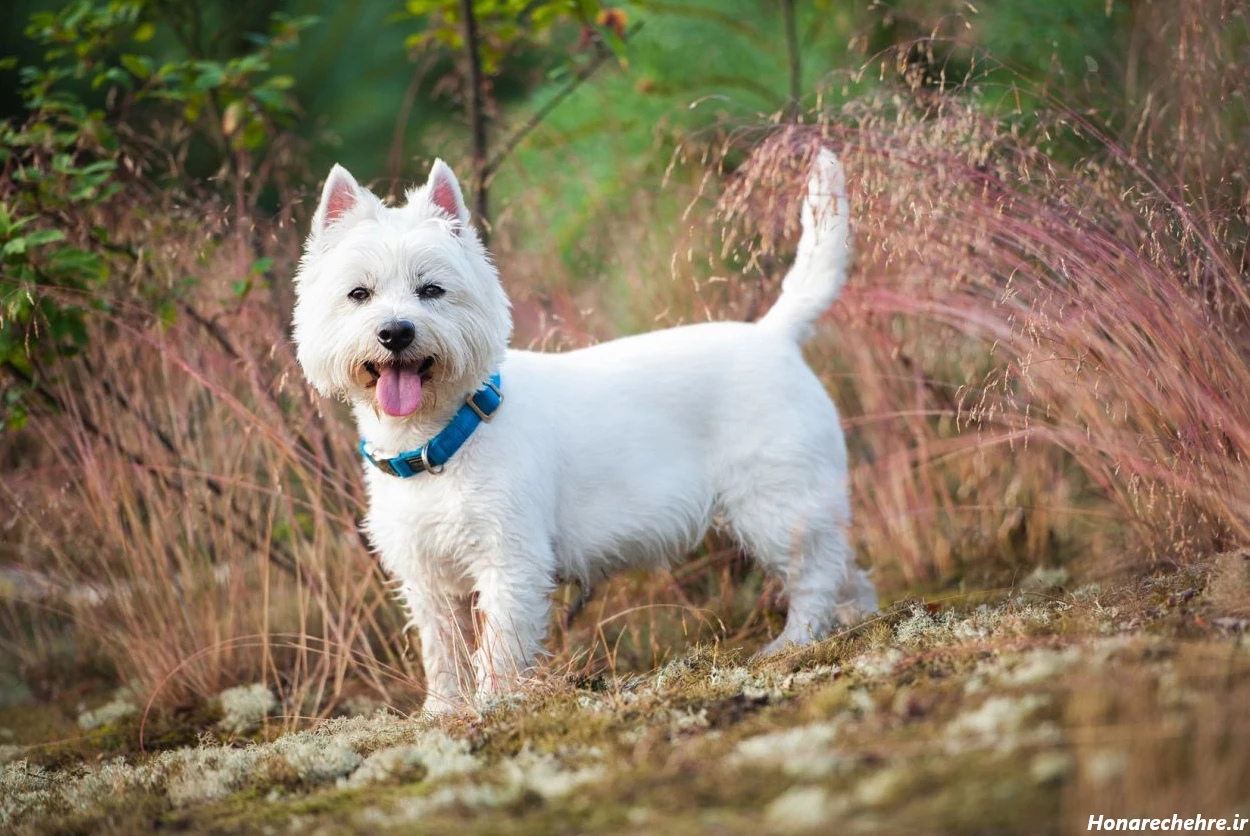 عکس سگ سفید برفی