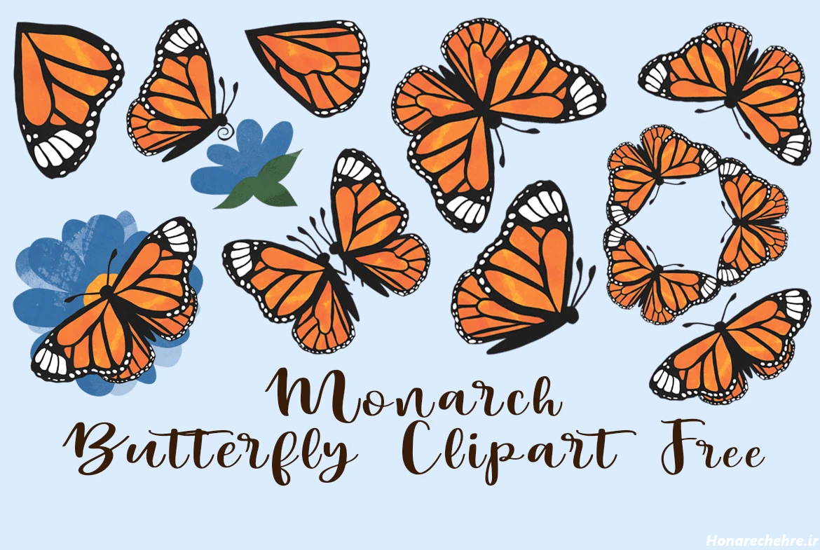 عکس پروانه برای چاپ