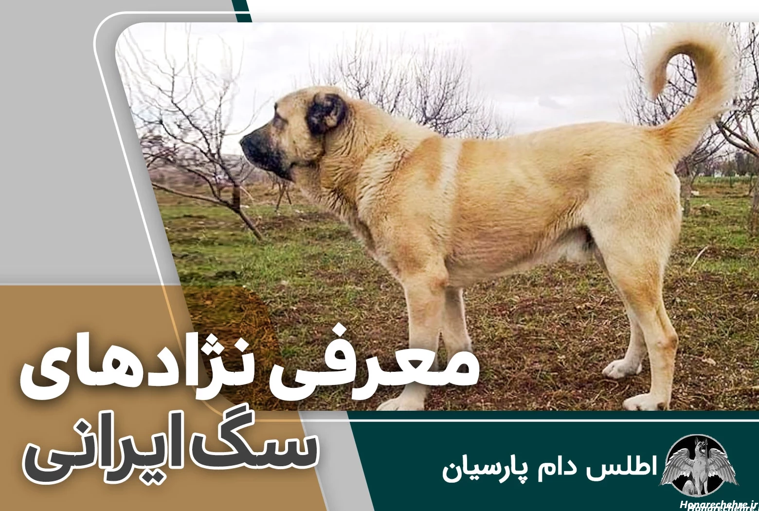 29 عکس از زیبایی سگ های جنگی ایرانی که شما را شگفت زده می کند