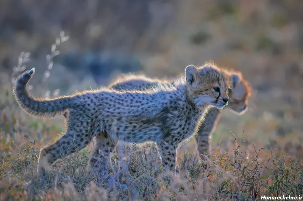 عکس حیوانات کیوت فانتزی