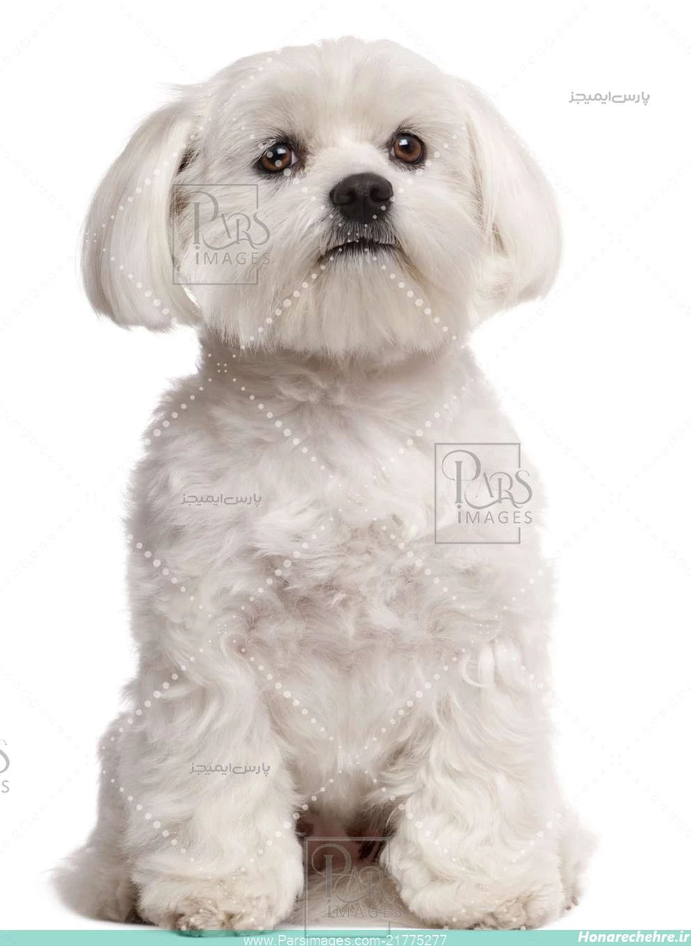 عکس سگ سفید برفی