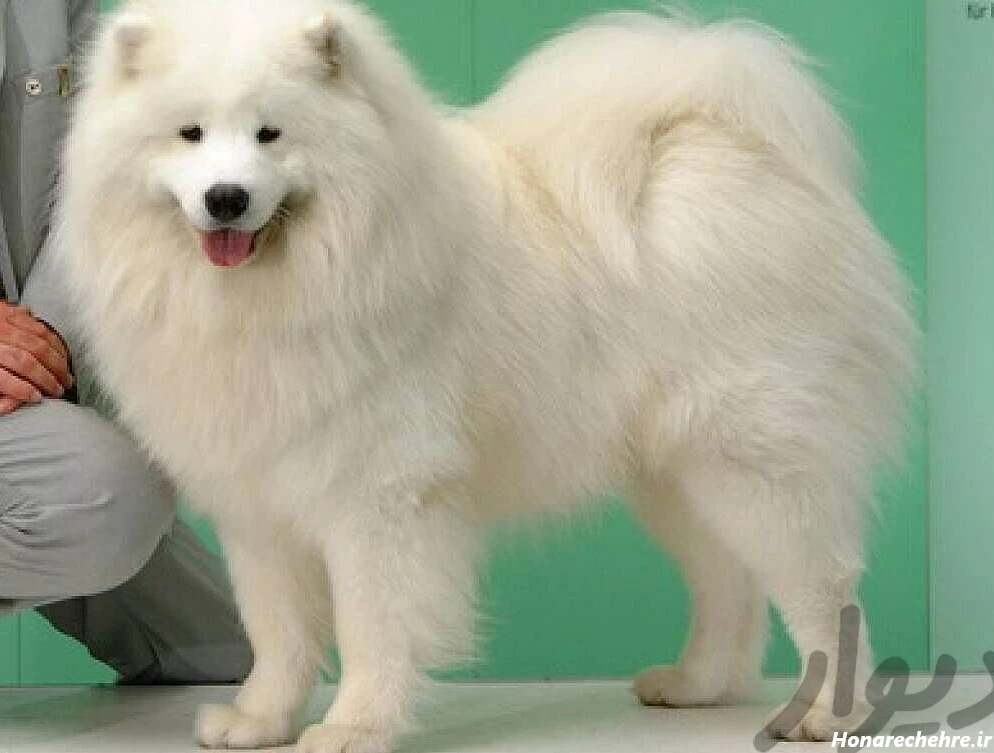 عکس سگ سفید برفی