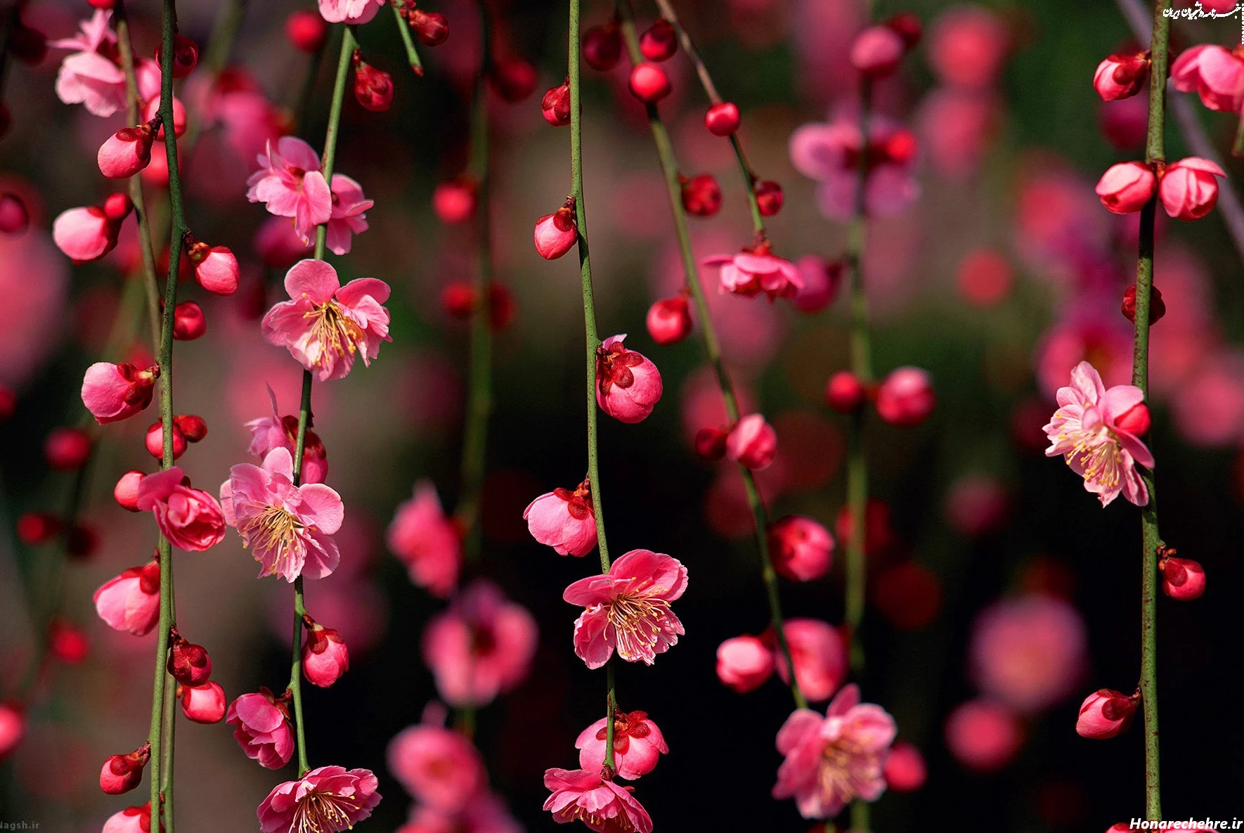 عکس نوروز باستانی