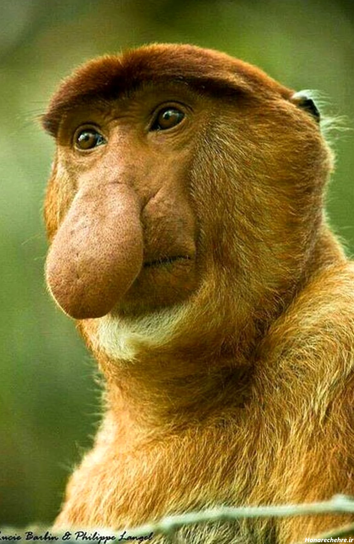 عکس میمون زشت خنده دار