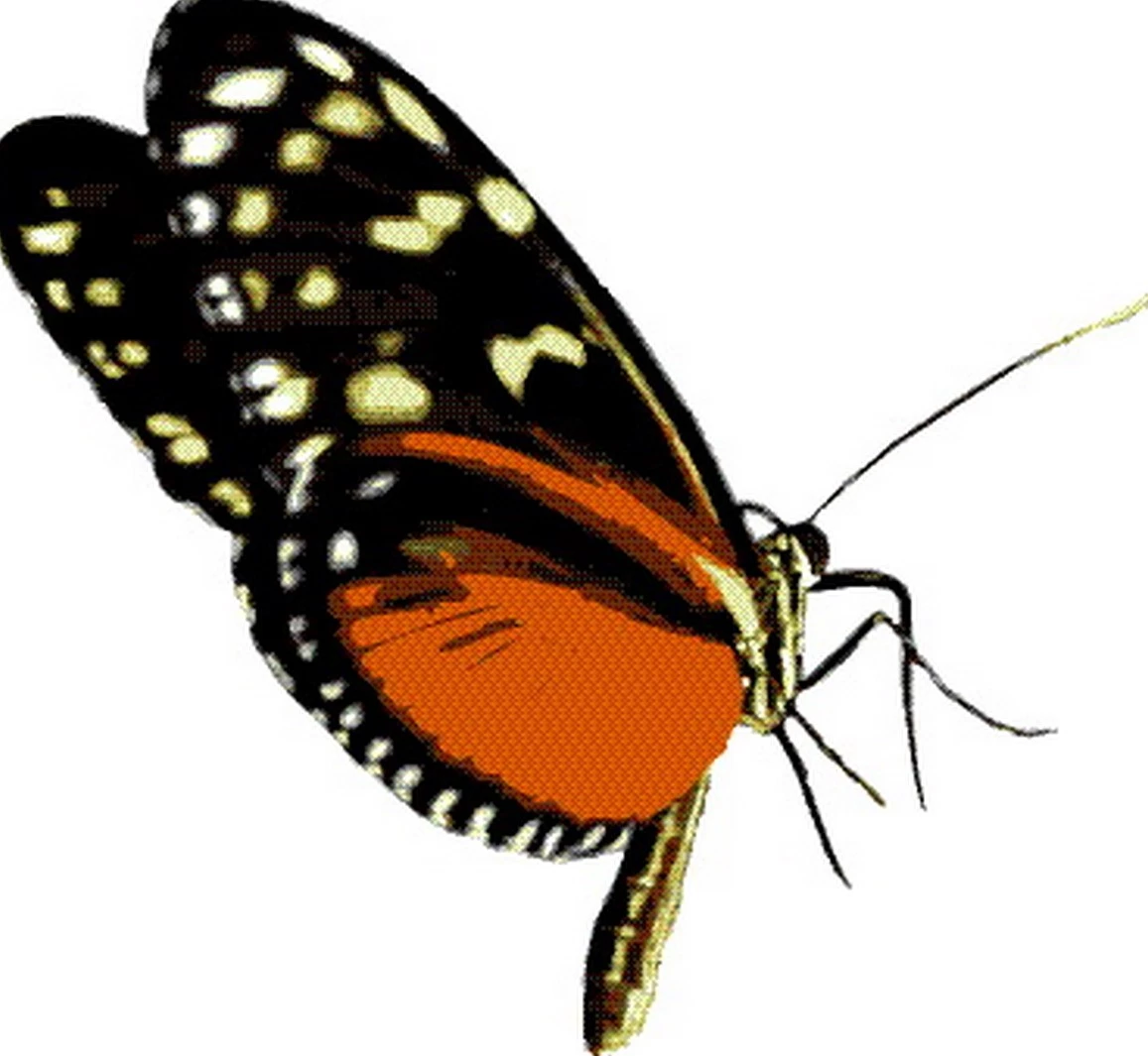 عکس پروانه برای چاپ