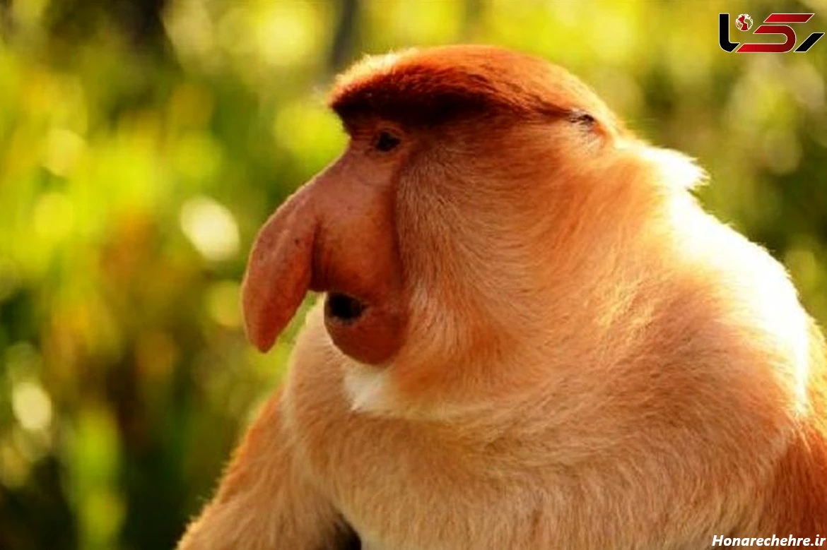 عکس میمون زشت خنده دار