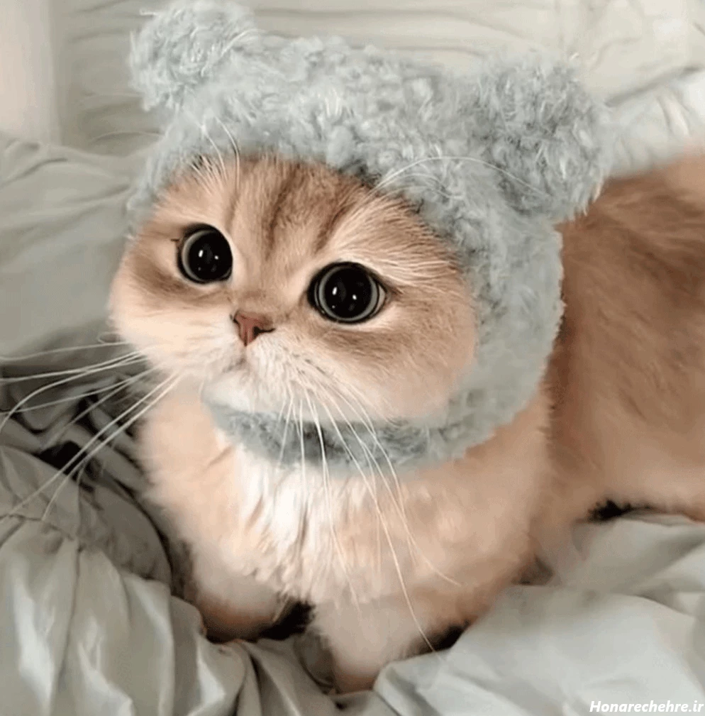 عکس گربه جذاب